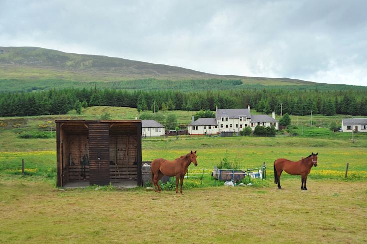 Beautiful horses at Dalwhinnie 