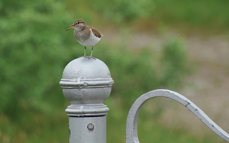 Bird on gate post