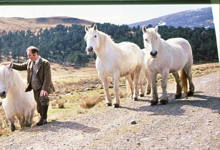 Geordie Oswald with the BenAlder ponies