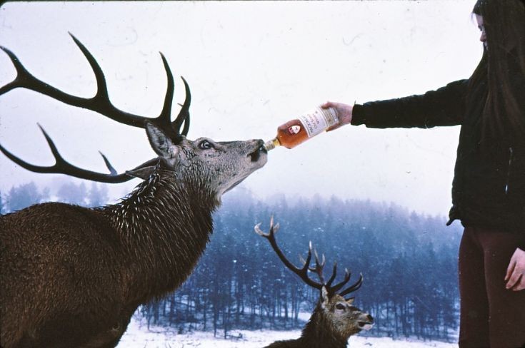 Thirsty deer