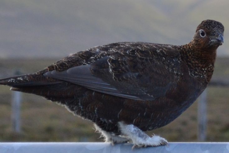 Young grouse at Cuiach